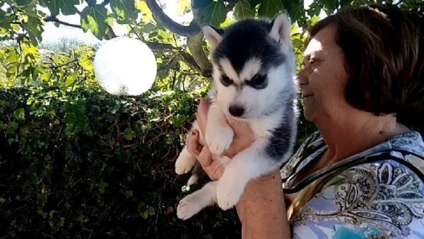 bellissimi husky siberiani 