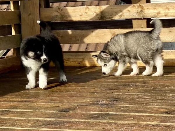 cucciolo di husky  | Foto 2
