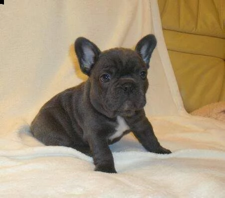 cucciolo di bull dog francese purissimi eccellentissimi