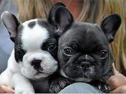 cucciolo di bull dog francese amorevolissimo originalissimo e tranquillissimo