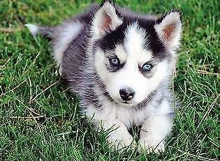 cediamo cucciolo di husky siberiano bellissimo originalissimo 