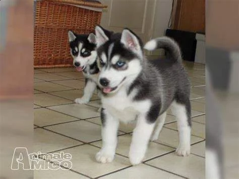 cucciolo di husky siberiano perfettissimo buonissimo e eccellentissimo 