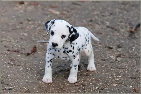 adorabili cuccioli di dalmata femminucce e maschietti disponibili per l'adozione gratuita i cuccioli | Foto 0