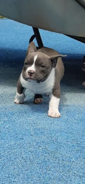 cuccioli di pitbull