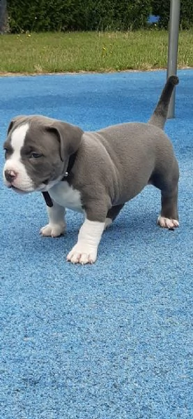 2 cuccioli di pitbull maschio e femmina