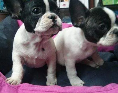 cedo cucciolini buldog francese di 2 mesi e mezzo maschi e femmine