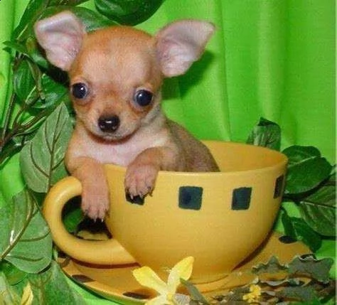 disponiamo cuccioli chihuahua belli vivaci e sani di 2 mesi