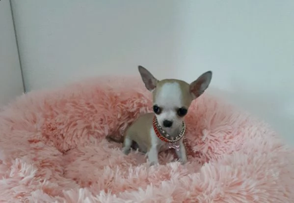 disponibili stupendi cuccioli di chihuahua, taglia molto piccola 