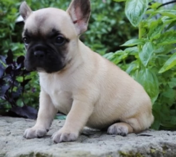 cuccioli bulldog francesi eccezionali