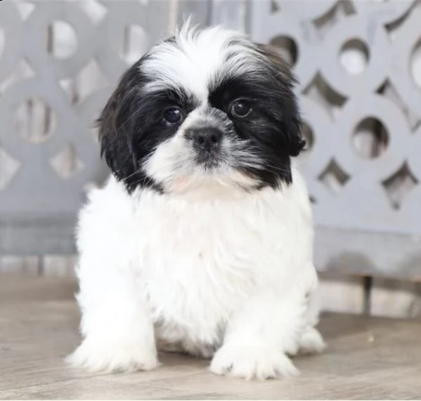 miniatura rossa shih tzu- dna testato e decorato con i fianchi