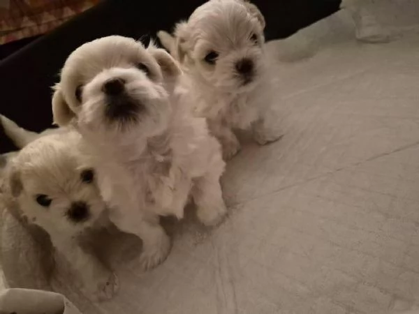 Cuccioli di maltese | Foto 6