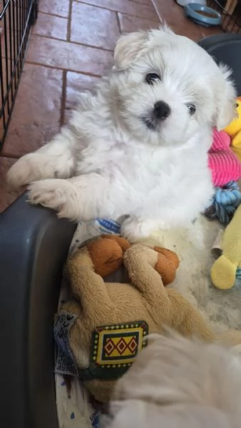 Cuccioli di maltese | Foto 5