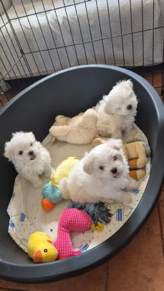 Cuccioli di maltese | Foto 4