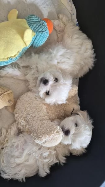 Cuccioli di maltese | Foto 3