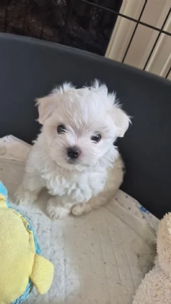 Cuccioli di maltese | Foto 2