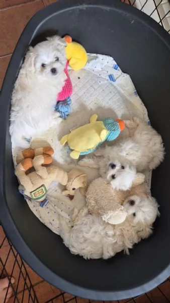 Cuccioli di maltese