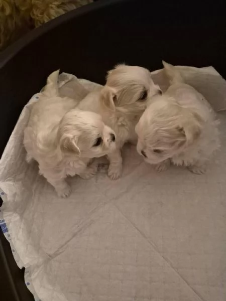 Cuccioli di maltese | Foto 1