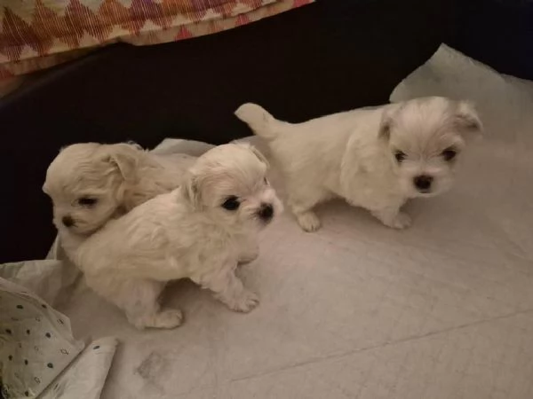 Cuccioli di maltese | Foto 0