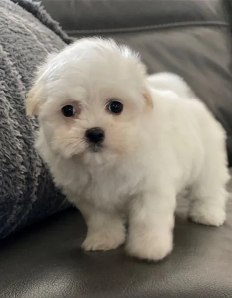 gentile cuore maltese