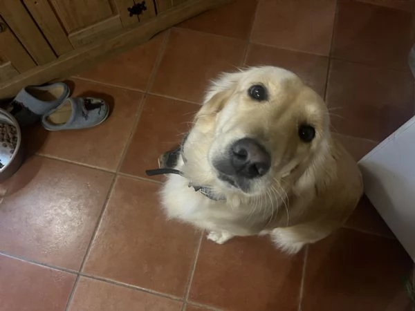 Cuccioli di Golden retriver anglo americani con pedigree | Foto 5