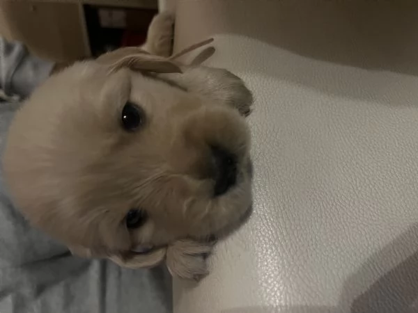 Cuccioli di Golden retriver anglo americani con pedigree | Foto 3