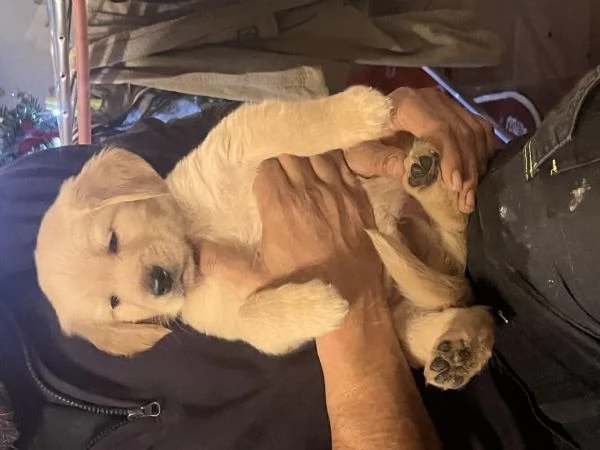 Cuccioli di Golden retriver anglo americani con pedigree | Foto 1