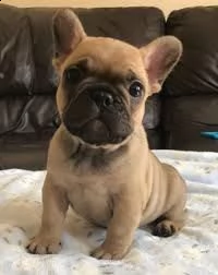 splendida kc french bulldogs 5 boys 2 bitches