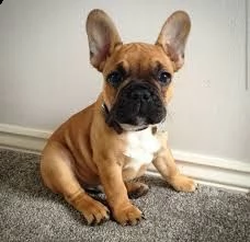 cuccioli bulldog francese in vendita