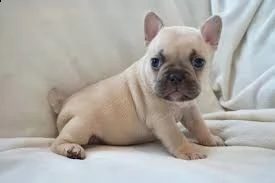 splendido bulldog francese lilla e marrone chiaro per lo stallone!
