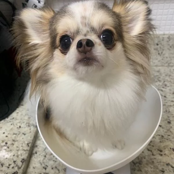 cuccioli di chihuahua di qualità maschili e femminili