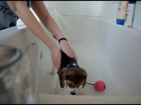 regalo beagle