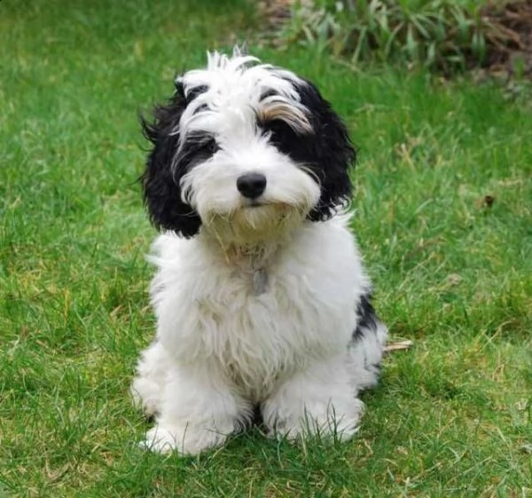   regalo shih-tzu  toy