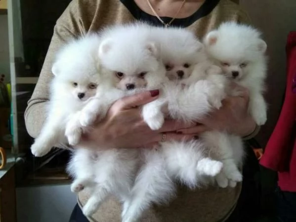 belle cuccioli di pomeraniammmm