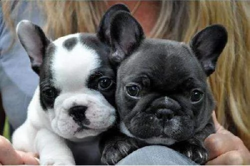 disponiamo cuccioli di bulldog francese bellissimi e affettuosissimi di 70 giorni maschi e femmine