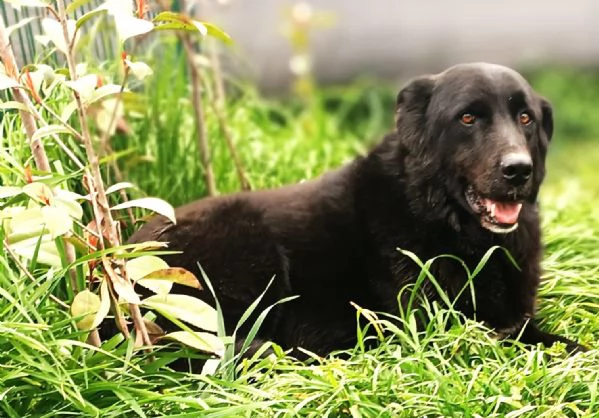 CONNOR, cerca casa (adozione del cuore) | Foto 6