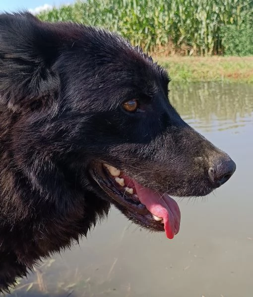 CONNOR, cerca casa (adozione del cuore) | Foto 4