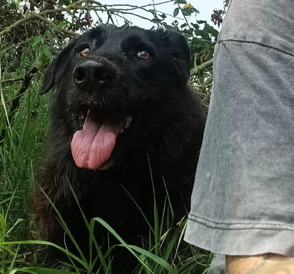 CONNOR, cerca casa (adozione del cuore) | Foto 2