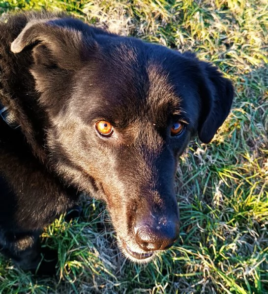 CONNOR, cerca casa (adozione del cuore)