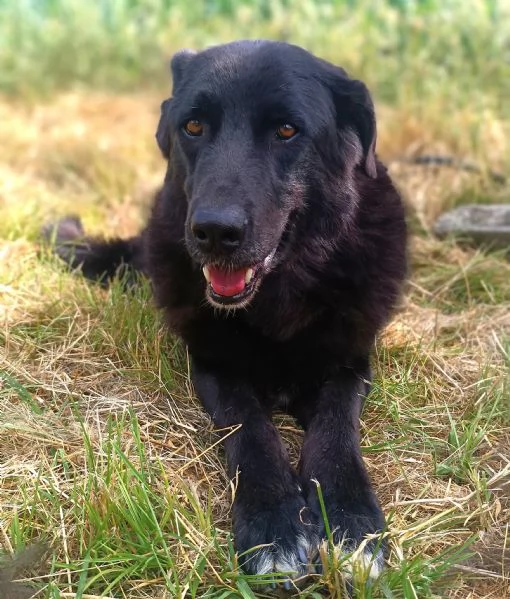 CONNOR, cerca casa (adozione del cuore) | Foto 1