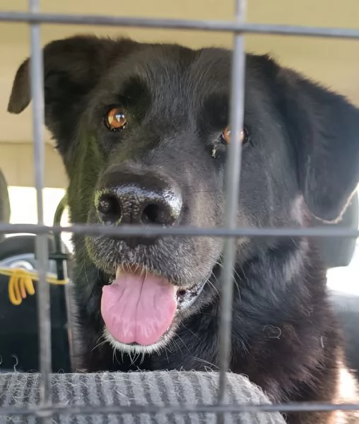 CONNOR, cerca casa (adozione del cuore) | Foto 0