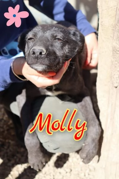 Molly nata a ottobre 2023, manto quasi tutto nero | Foto 0