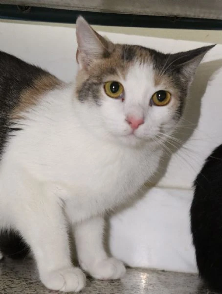 ELODIE: gattina tricolore di 8 mesi circa