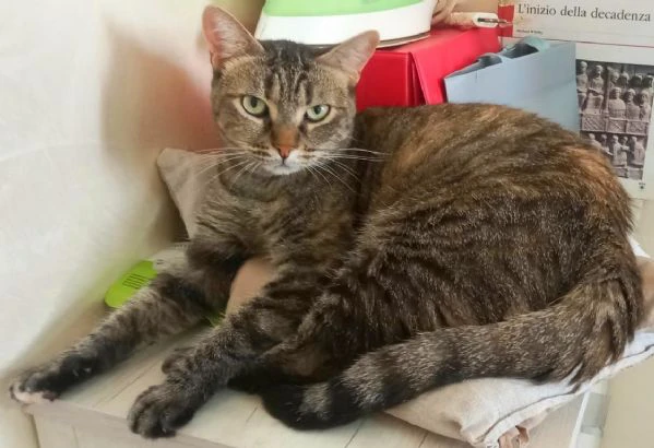 MARINA, gattina adulta