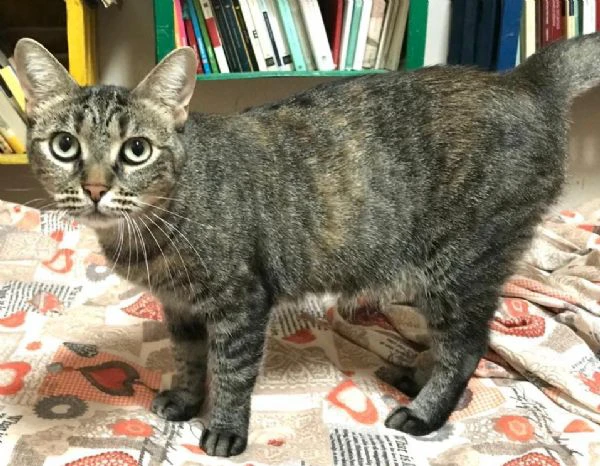 MARINA, gattina adulta | Foto 5