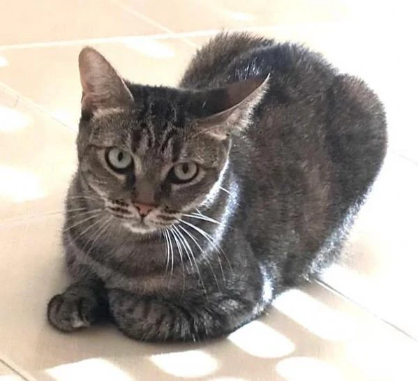 MARINA, gattina adulta | Foto 4