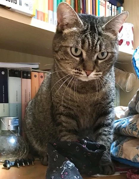 MARINA, gattina adulta | Foto 3