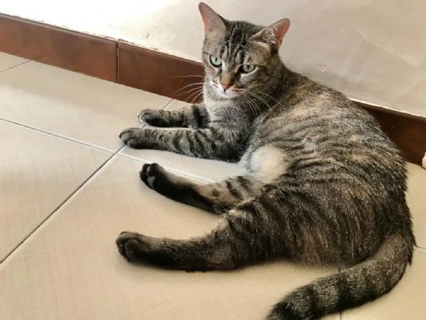 MARINA, gattina adulta | Foto 2