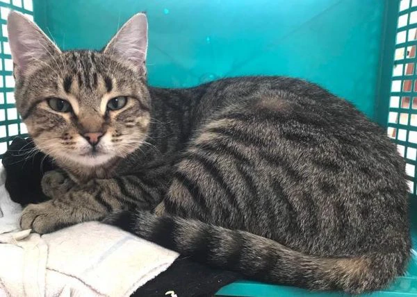 MARINA, gattina adulta | Foto 1