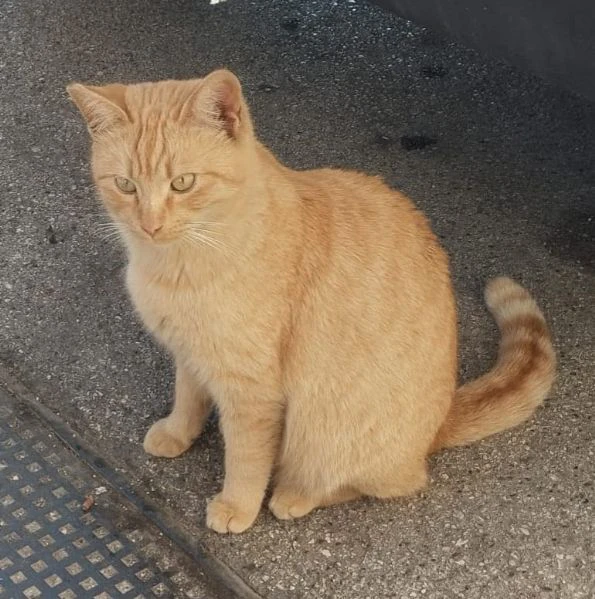 BRANDO, giovane micio rosso da salvare dalla strada | Foto 2