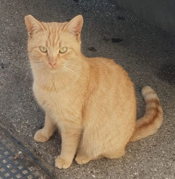 BRANDO, giovane micio rosso da salvare dalla strada | Foto 0